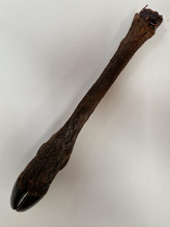 Hertenpoot met vacht